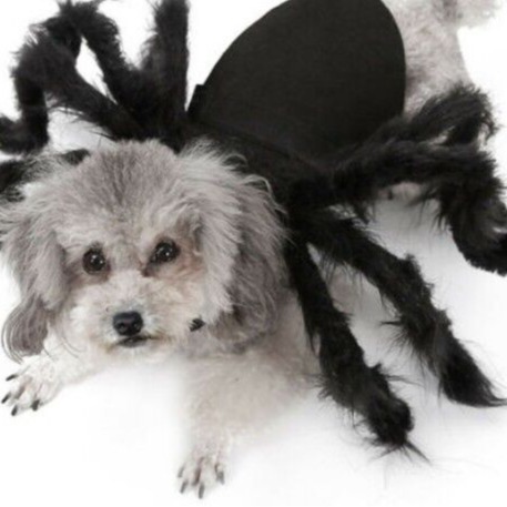 Plush & Stuffed Animals | Cobweb The Spooky Spider Plush Plush & Stuffed Animals Plush & Stuffed Animals